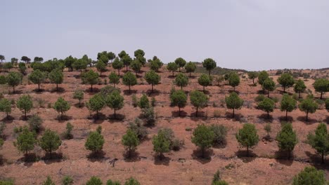 drone flyover aligned tree plantation revealing scenic valley alentejo landscape