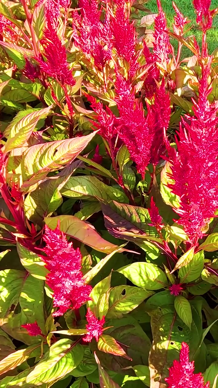 Vibrant Celosia flowers in full bloom