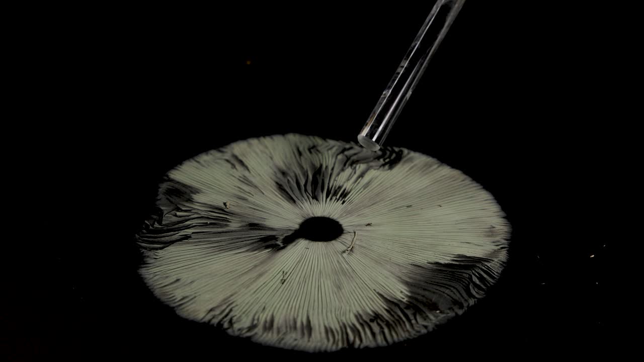 Detailed analysis of mushroom gills using a pipette under controlled lighting in a laboratory setting