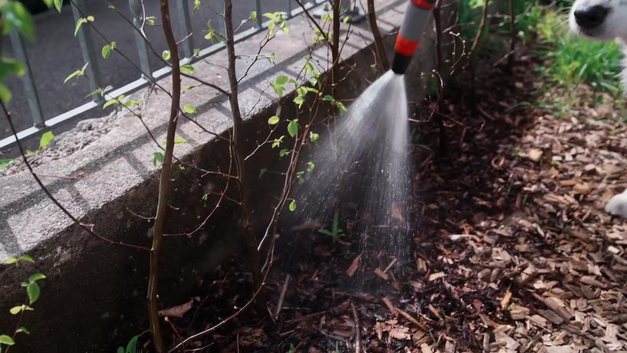 Uma tomada em close-up, à mão livre, mostrando um bico de mangueira de jardim pulverizando um fluxo constante de água na base de uma sebe de carpa (Carpinus betulus) recém-plantada.