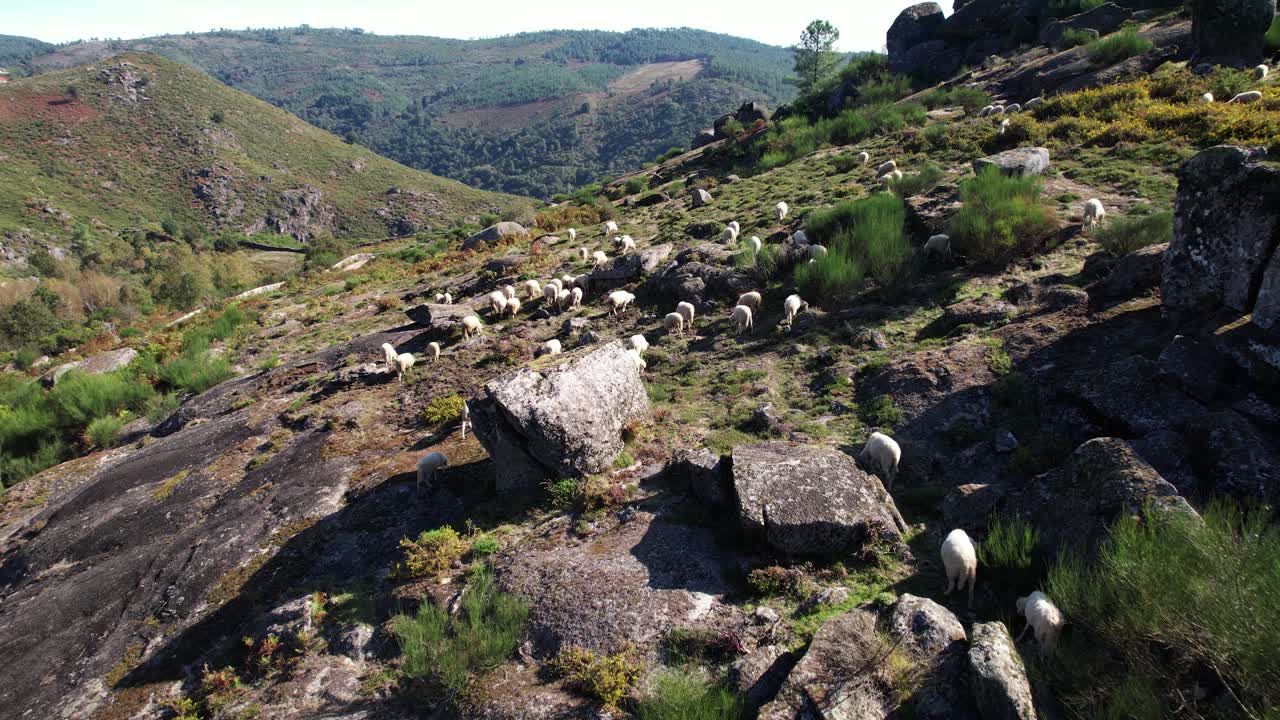 ovejas en las montañas vista aérea