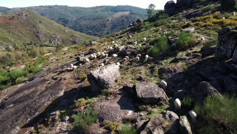 Sheeps-in-the-Mountains-Aerial-View