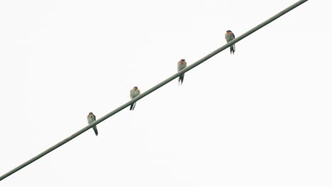 four small birds perched on electric line with bright sky background