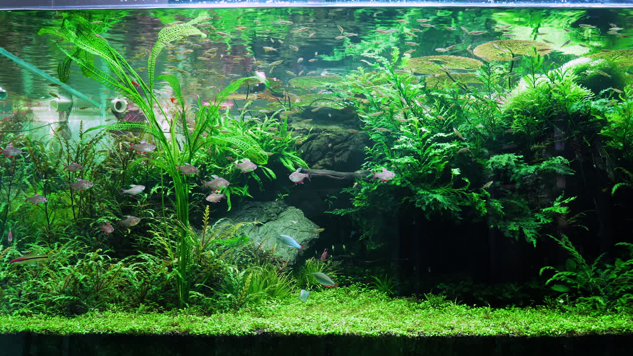 A shot of a massive aquascape with many varieties of fish and aquatic ...