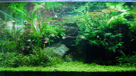 A-shot-of-a-massive-aquascape-with-many-varieties-of-fish-and-aquatic-plants