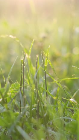 Close up of a Grassy Field with Water Droplets on the Terrestrial Plants a Closeup of a Field of Grass with Water Droplets on the Blades this Terrestrial Plant is part of the Natural Landscape Acting as Groundcover in the Grassland Prairie