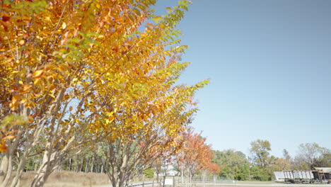 trees changing of colors in autumn 4k