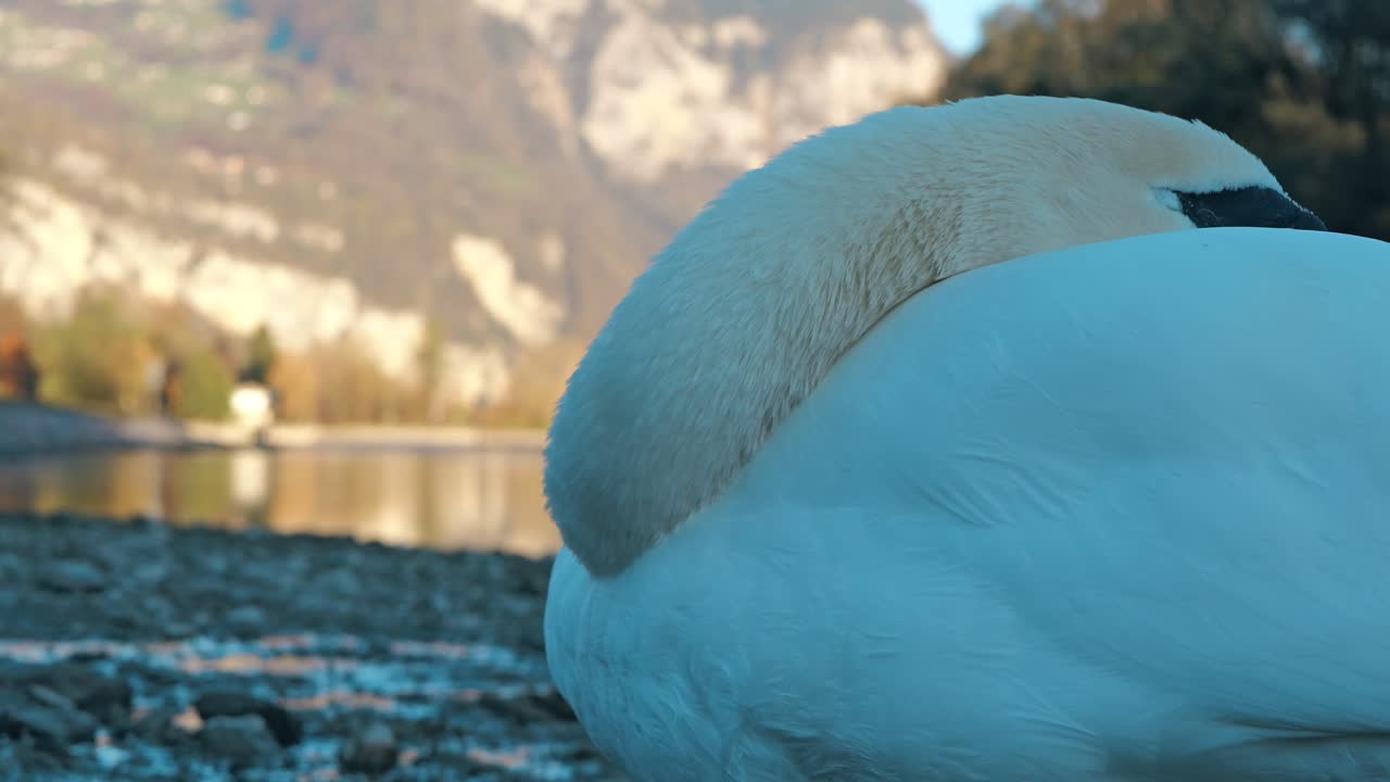 스위스 발렌세 호수 근처에서 휴식을 취하고 있는 잠자는 백조의 클로즈업 사진은 자연의 평온함, 우아함, 그리고 평화로운 조화를 포착합니다.