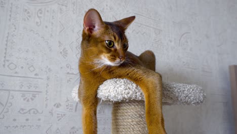 abyssinian cat at pedestal