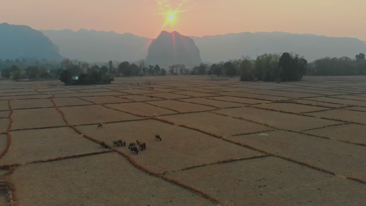 Bufali d'acqua pascolano a Thakhek al tramonto. Laos, Khammouane