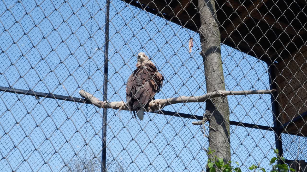 águila dentro de una jaula de acero en el zoológico