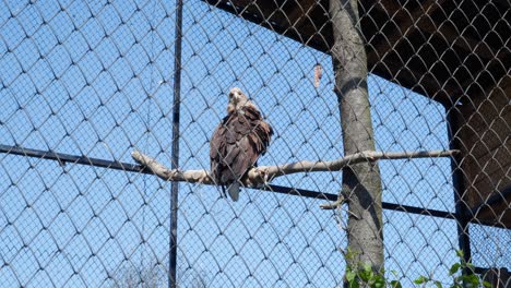 águila-Dentro-De-Una-Jaula-De-Acero-En-El-Zoológico