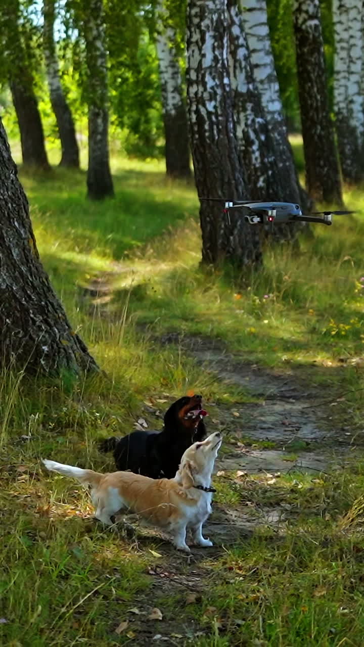 Dogs bark on drone in forest. Black pet looks up on drone flying slowly. Funny pedigree pets playing outdoors. Vertical video