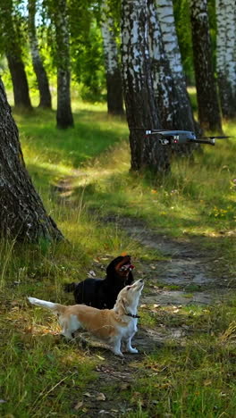 dogs bark on drone in forest. black pet looks up on drone flying slowly. funny pedigree pets playing outdoors. vertical video