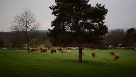 cows grazing in the afternoon light