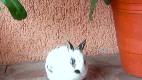 conejo comiendo hojas en chiapas méxico
