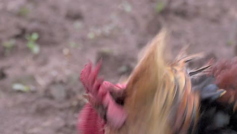 el gallo en busca de comida en primer plano