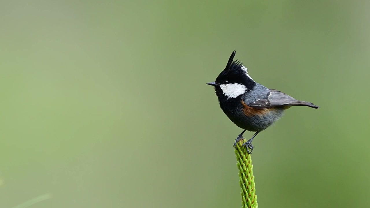 Woodland environment showcasing the beauty and behavior of a forest songbird.