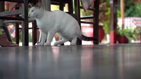 cat walking around in a restaurant, looking for some food