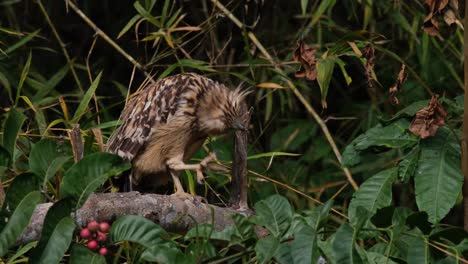 blinking its eyes and scratching its head, a buffy fish owl ketupa ketupu then looks around from its perch in a national park in thailand