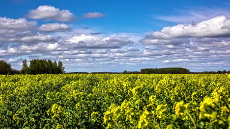 Zeitrafferansicht-Von-Rollenden-Wolken-Vor-Blauem-Himmel,-Die-über-Ein-Rapsfeld-Gehen