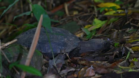 tortuga asiática del bosque, manouria emys, parque nacional kaeng krachan, tailandia