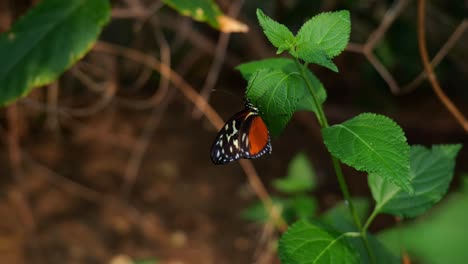 Mariposa-Tithorea-Tarricina,-Ala-De-Tigre-Manchada-De-Crema-En-La-Hoja-De-La-Planta