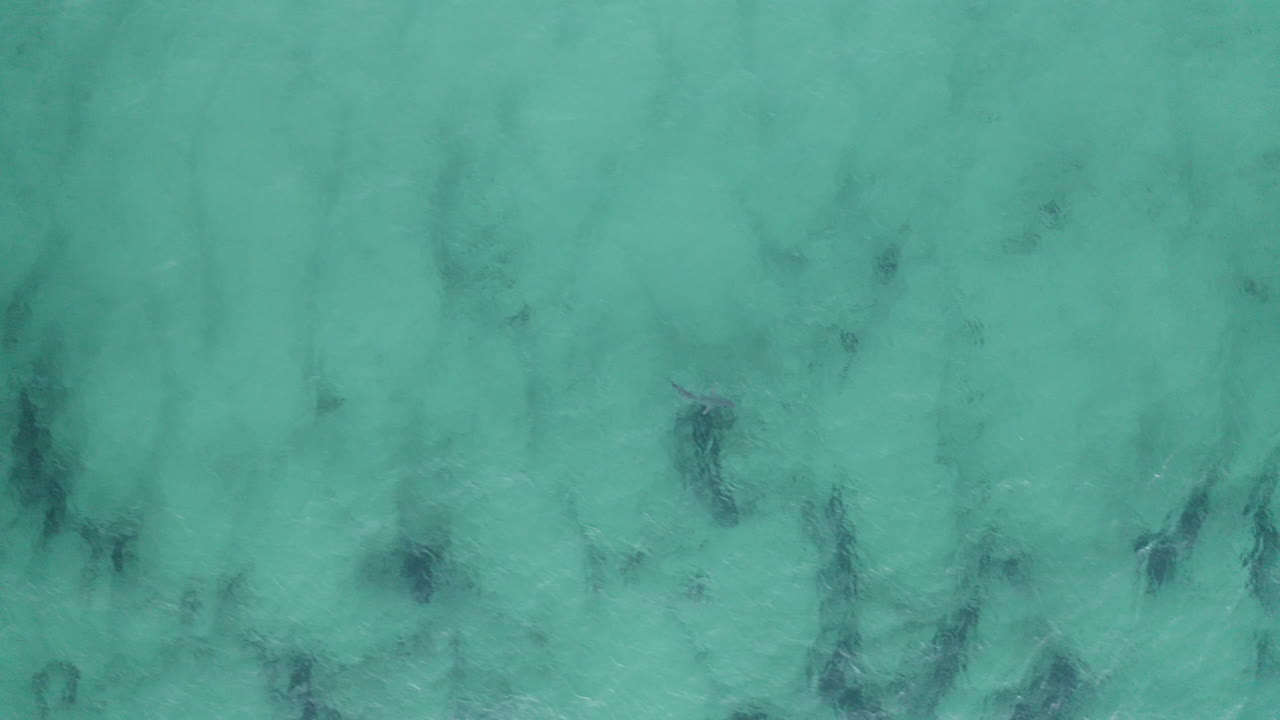 호주 바이런 베이의 얕은 바다에서 먹이를 찾아 헤엄치는 위험한 대형 상어의 4k 드론 샷