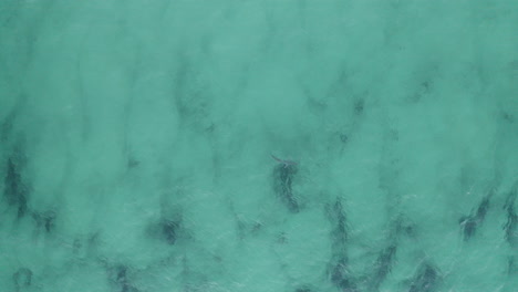 4K-Drohnenaufnahme-Eines-Gefährlichen-Großen-Hais,-Der-Auf-Der-Suche-Nach-Nahrung-Im-Flachen-Ozeanwasser-In-Byron-Bay,-Australien,-Schwimmt