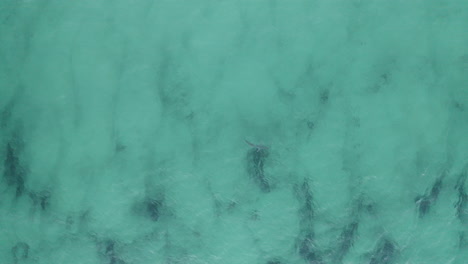 4k-drohnenaufnahme eines gefährlichen großen hais, der im seichten meerwasser der byron bay, australien, auf der suche nach nahrung schwimmt