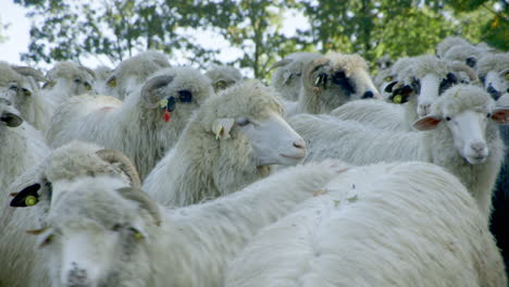 closeup - a flock of sheep setting off in the carpathian mountains