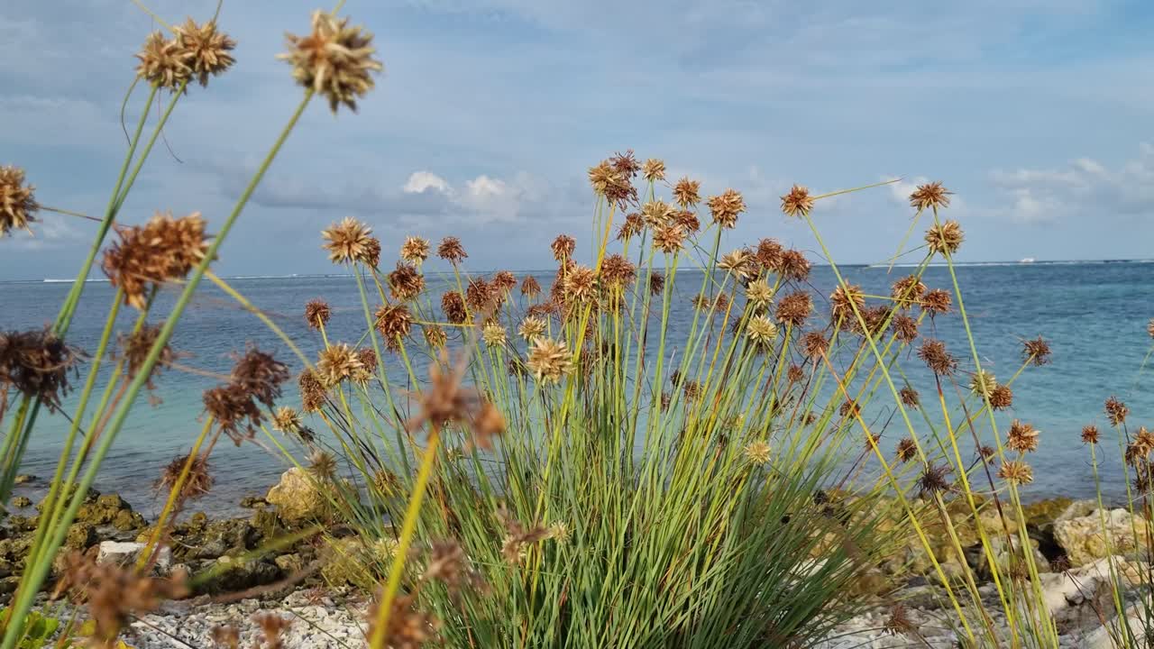 Primer plano de una planta herbácea tipo Junco en las Maldivas, con tallos largos y delgados e inflorescencias marrones, con el mar turquesa y el cielo azul brillante de fondo