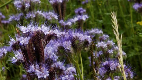 Lavendelblüte-Auf-Dem-Feld