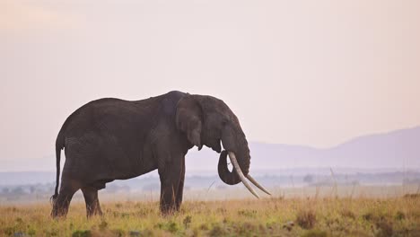 slow motion of african elephant sunrise in maasai mara, africa wildlife safari animals, beautiful sunset sky and large male with big tusks eating plants in savanna landscape scenery, masai mara