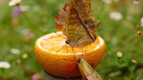 three pearl emperor butterflies feed on orange fruit half in a neat green garden with flowers