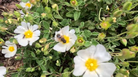 Una-Abeja-Diligente-Recoge-Con-Gracia-El-Néctar-De-Los-Delicados-Pétalos-Blancos-De-La-Salvia-Cistus,-Revelando-La-Danza-De-La-Naturaleza-Entre-Los-Polinizadores-Y-El-Esplendor-Floral.