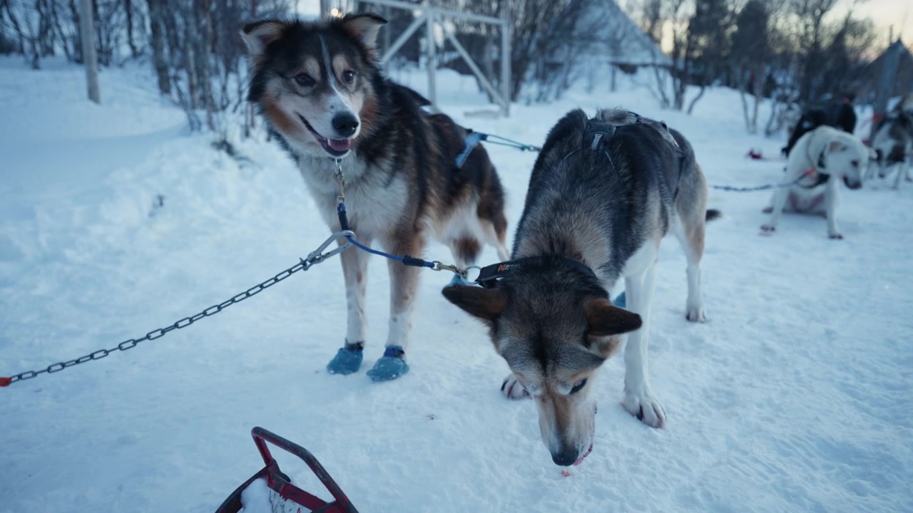 Kışın Norveç Arktik bölgesindeki bir kulübede karlı zeminde duran koşumlu iki kızak köpeği.
