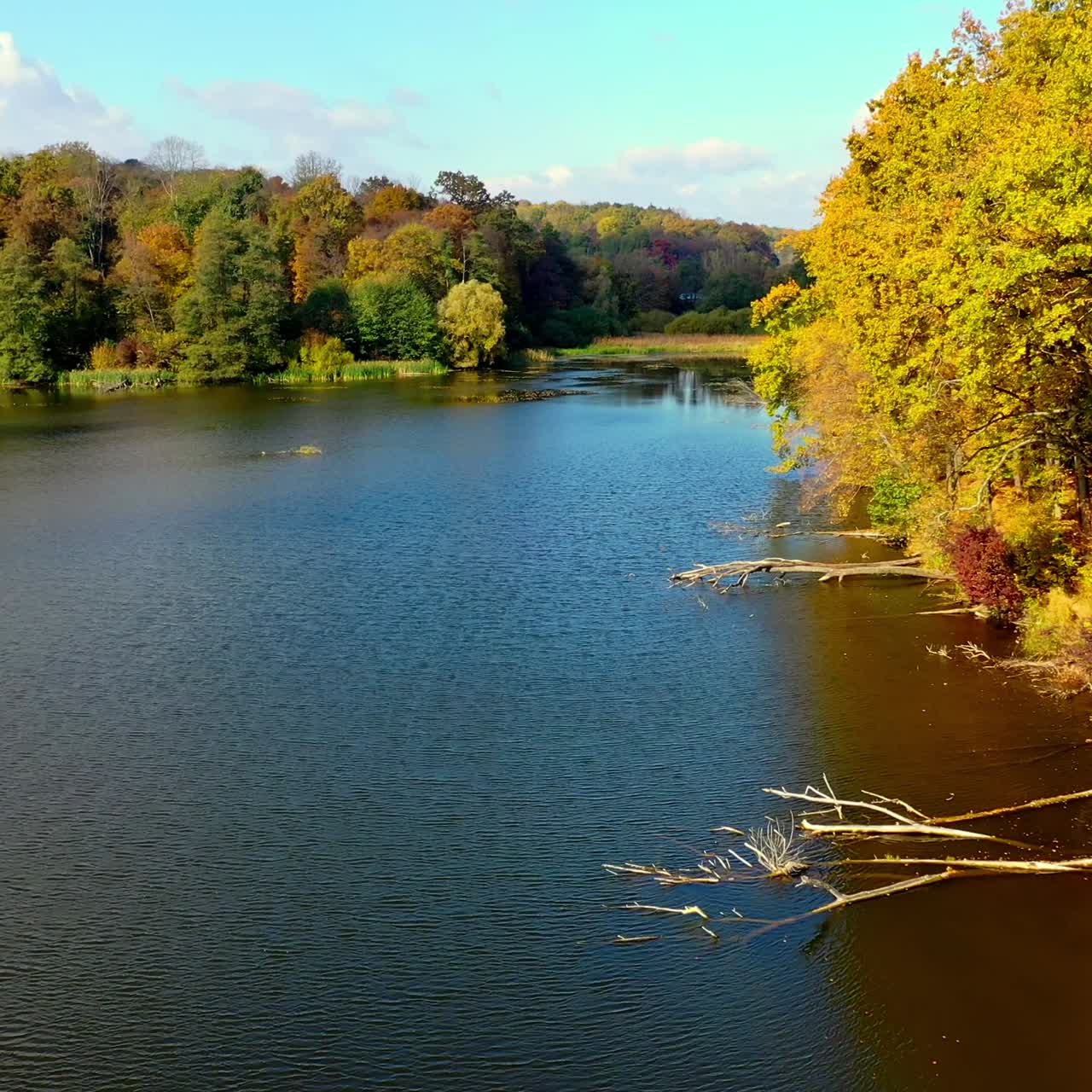 Outdoor beautiful yellow natural scneries. Drone shot of autumn seasonal forest landscapes