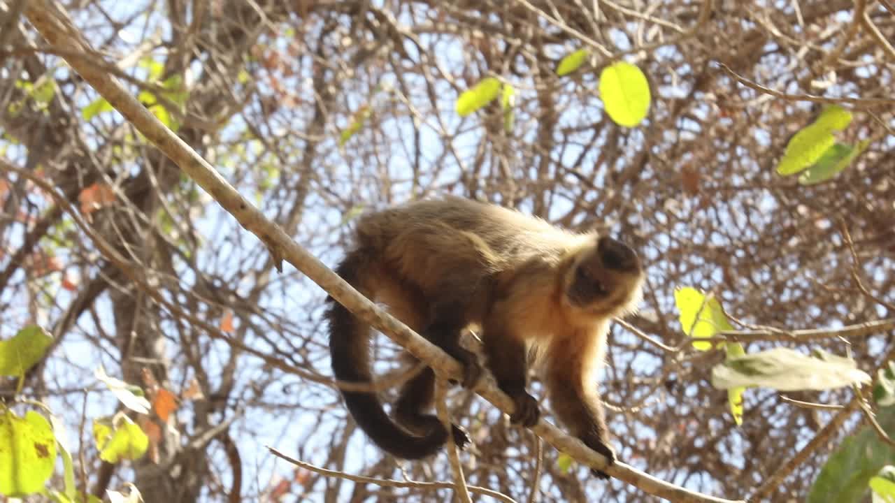 un mono capuchino sube entre las copas de los árboles en el pantanal brasileño