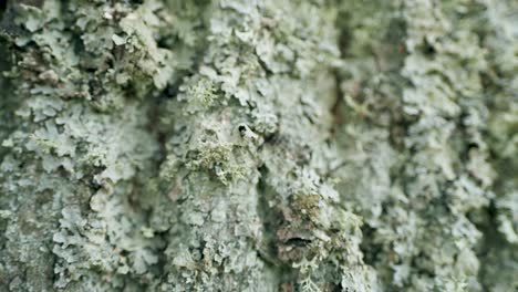 Parmelia-Sulcata-Liquen-Sobre-Corteza-De-Tilo-De-Hoja-Pequeña