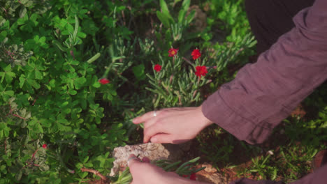 hands picking red flowers in bushes