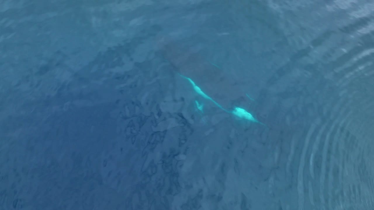 madre y cría de ballena jorobada emergiendo del agua en la bahía de cook, moorea, polinesia francesa