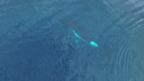humpback whale mother and calf emerging from water in cooks bay, moorea, french polynesia