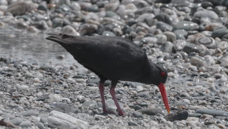 South-Island-Oystercatcher-,-In-Okarito-West-Coast,-New-Zealand