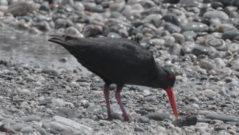 cazador de ostras de la isla sur, en la costa oeste de okarito, nueva zelanda