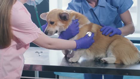 un equipo de veterinarios examina a un perro corgi enfermo usando un estetoscopio