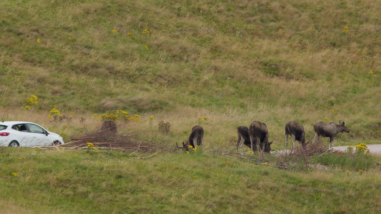Moose Grazing Near a Car