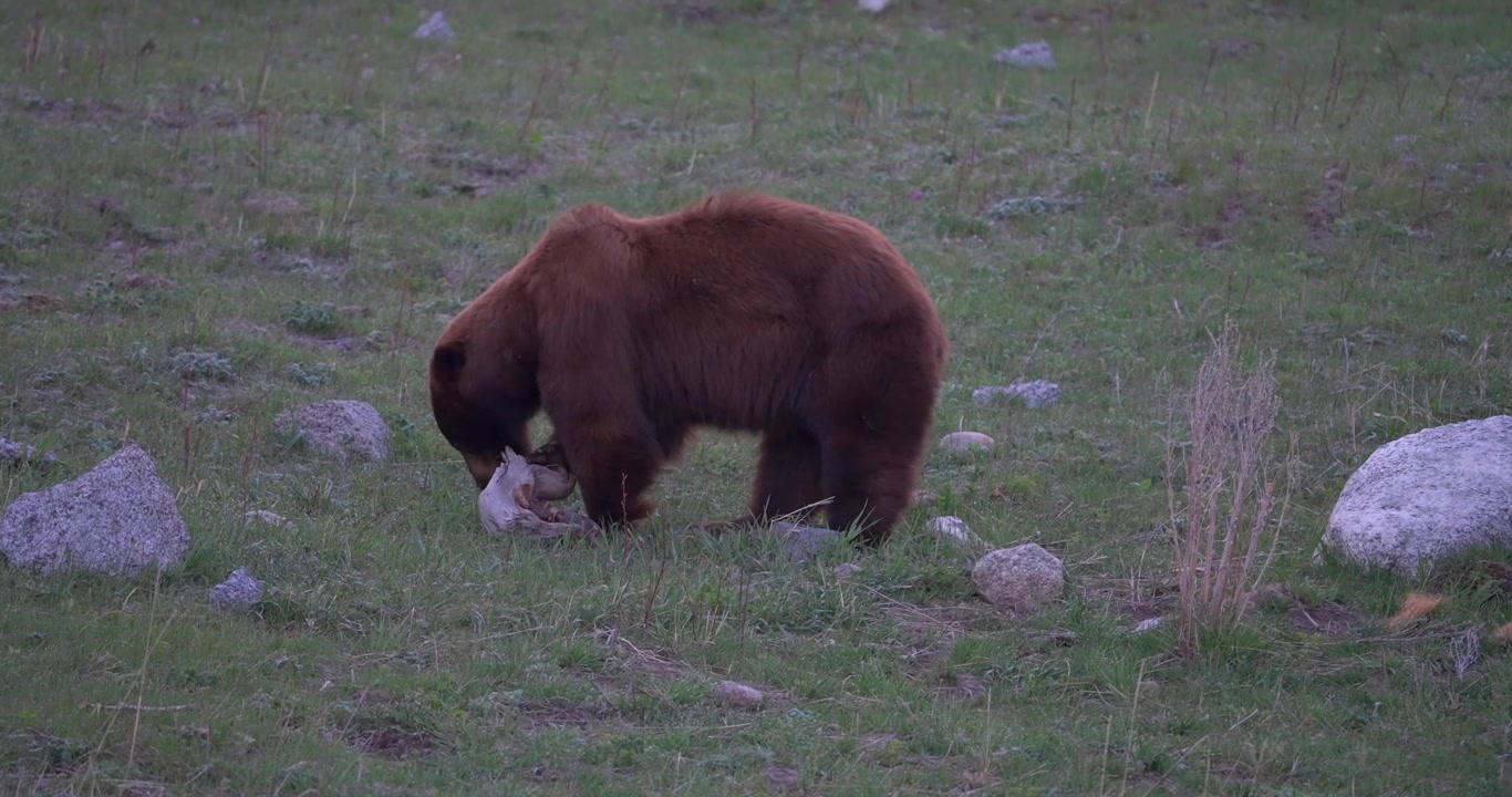 American black bear lifting a large rock to search for food underneath. Wildlife footage capturing natural foraging behavior in a North American wilderness.