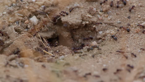 ant hill entrance with active insect movement