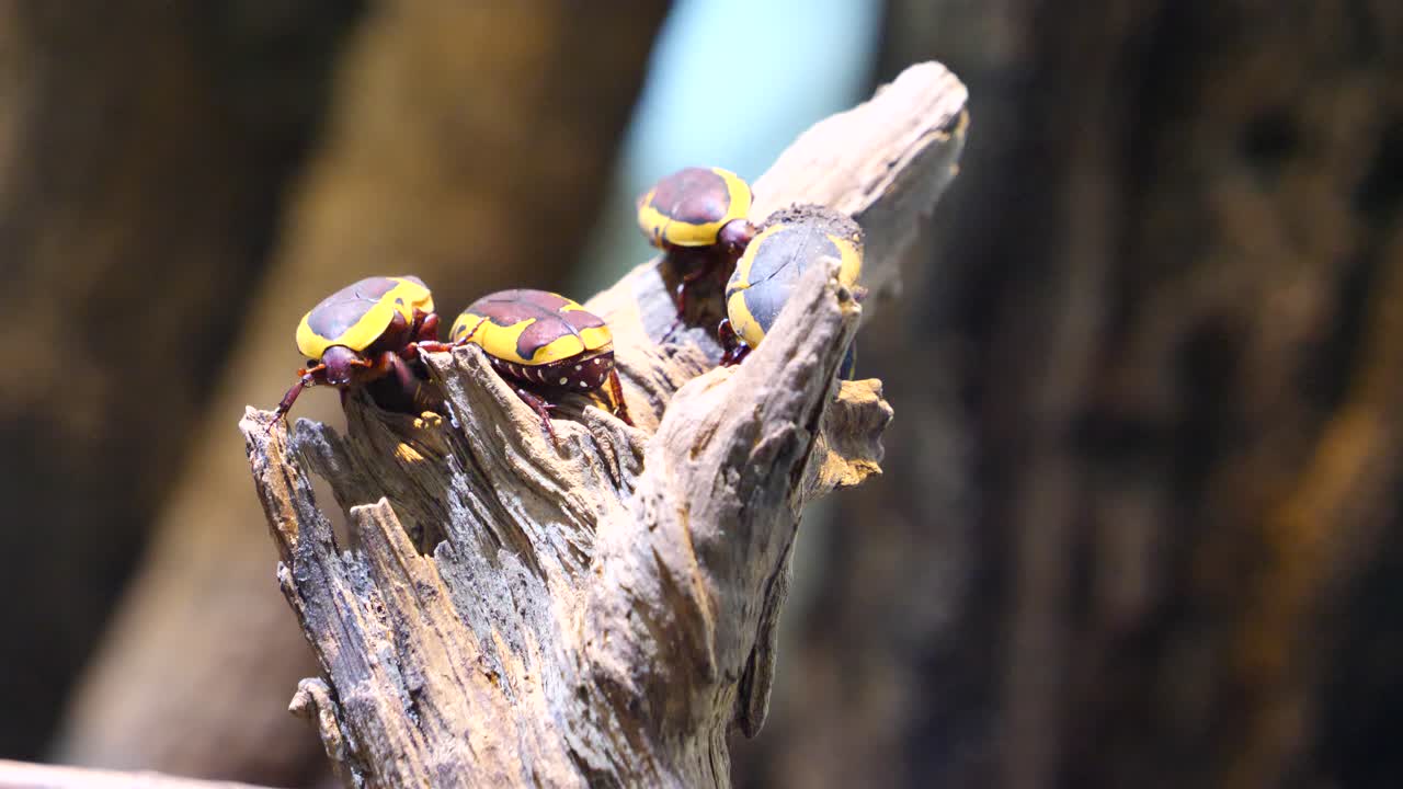 grupo de escarabajos africanos negros amarillos descansando al sol en el tronco de un árbol en la naturaleza